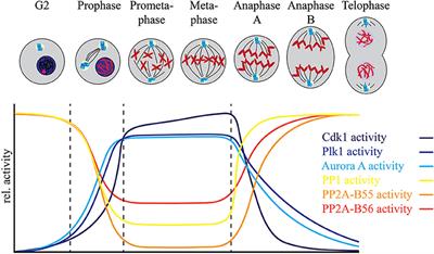 Coordination of Protein Kinase and Phosphoprotein ... Biology Diagrams